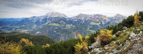 Yellow-coloured larches in the Berchtesgaden National Park in autumn, view to the Hohe Göll,