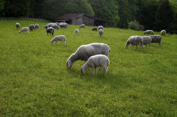 Sheep, flock of sheep, pasture, refuge, Römerstein, Swabian Alb biosphere reserve,