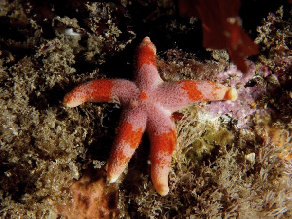 An orange-pink coloured starfish (Henricia) lies on the seabed among algae. Dive site Maharees