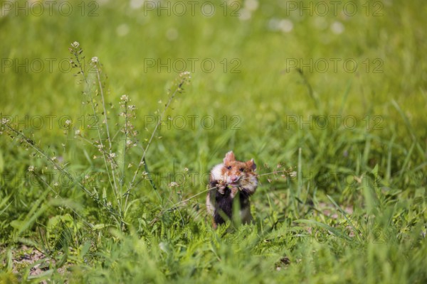 A European hamster (Cricetus cricetus), Eurasian hamster, black-bellied hamster or common hamster,