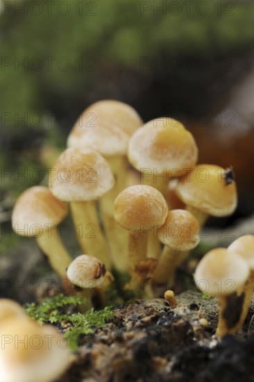 Brick Red Sulphur Head (Hypholoma lateritium, Hypholoma sublateritium), North Rhine-Westphalia,