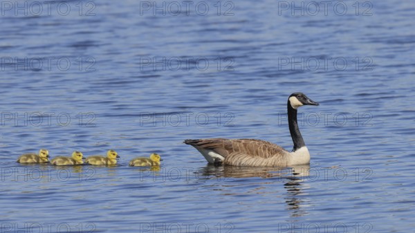 Canada goose (Branta canadensis) swimming with chicks in the water, Wildlife, Birds, Geese, Chicks,
