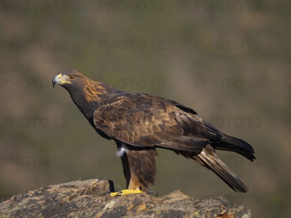 Golden eagle, (Aquila chrysaetos), bird of prey, hawk family, perch, biotope, habitat, foraging,