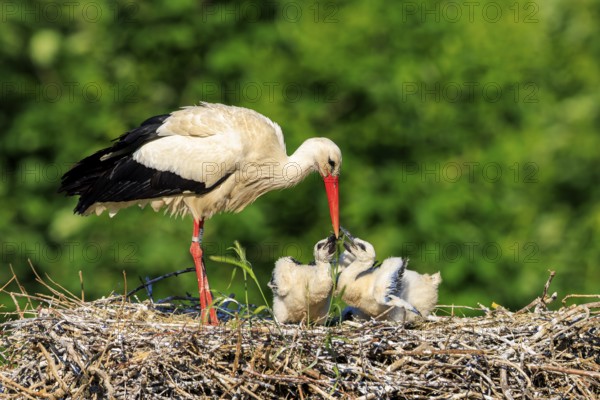 Adult stork showing care for its chicks in the nest, White stork (Ciconia ciconia), wildlife,