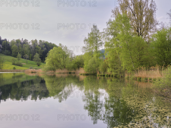 Birches and willows shedding their leaves, Türlersee, Hausen am Albis, Canton Zurich, Salix