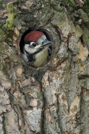 Great Spotted Woodpecker (Dendrocopos major) juvenile peering out from nest hole in tree, North