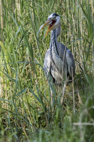 Grey Heron (Ardea cinerea) eating Common bleak (Alburnus alburnus), Mecklenburg-Western Pomerania,