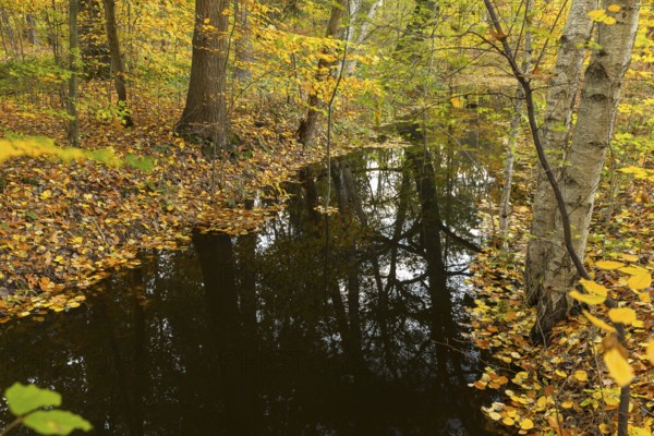 Water ditch in the forest with autumnal foliage colouring of the trees and reflection, Spreer