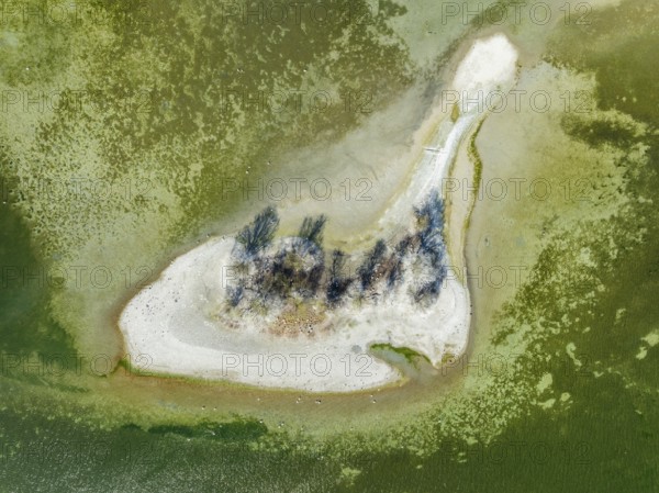 Aerial photograph, top down view of Liebesinsel at low tide, Mettnau peninsula, Radolfzell on Lake
