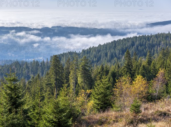 View over endless forests with valley mist on the Dreisesselberg (1333m) on the border with the