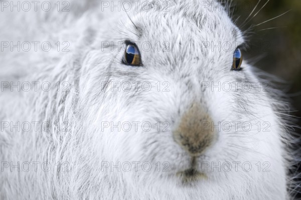 Close-up of mountain hare, snow hare (Lepus timidus) in white winter pelage resting in the hills in