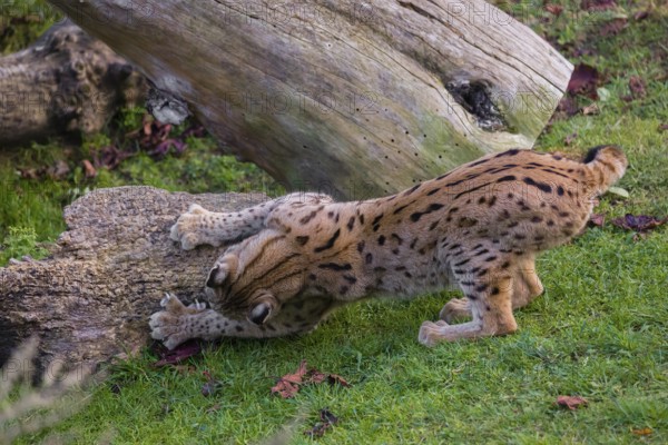 One young Eurasian lynx, (Lynx lynx), sharpens its claws on a piece of a tree trunk lying on the