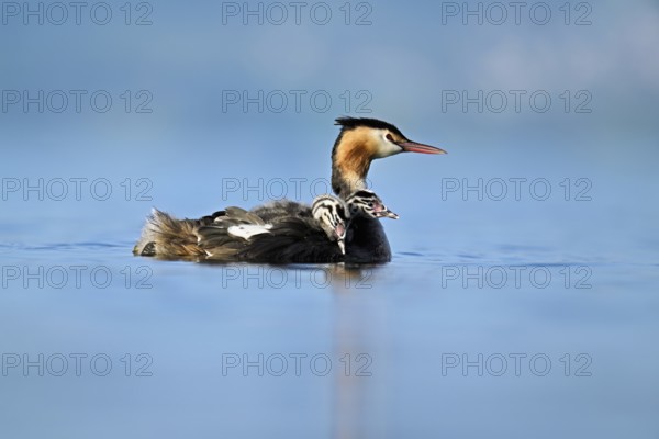 Great Crested Grebe (Podiceps Scalloped ribbonfish), with two chicks in plumage swimming in the
