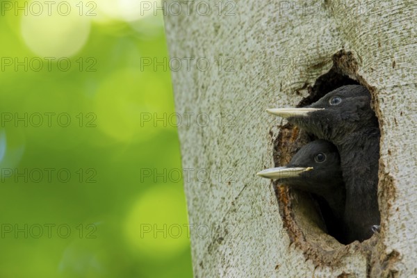 Black woodpecker, (Dryocopus martius), mTuiere, birds, woodpeckers, family of the true woodpeckers,
