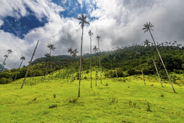 Wax palms largest palms in the world, Cocora valley, Unesco site coffee cultural landscape,
