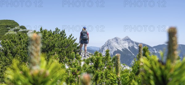 Mountaineer on the foresummit of the Hochunnütz with mountain pines, summit of the Seekarspitze