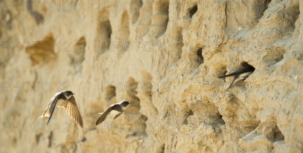 Three sand martins, nominate form, (Riparia riparia riparia) flying and sitting in front of