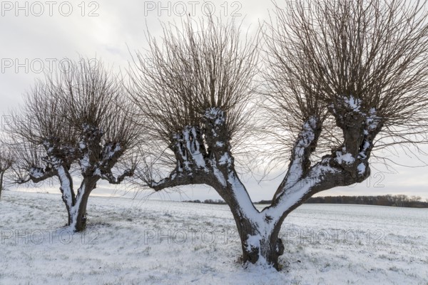 Trellised Tilia × europaea (Tilia) on the Festonallee at Bothmer Castle in the snow, Klütz,
