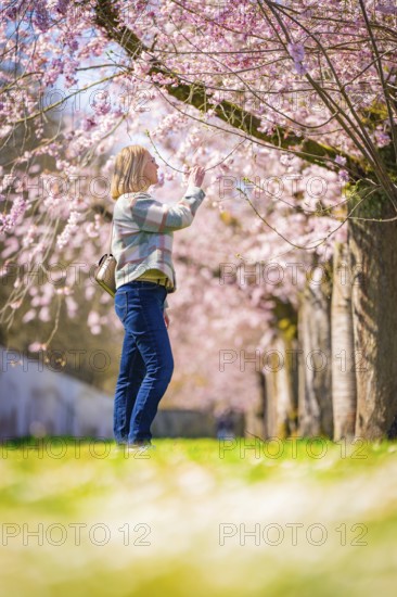 Woman enjoying the peace and beauty of the blossoming cherry trees, cherry blossom garden,