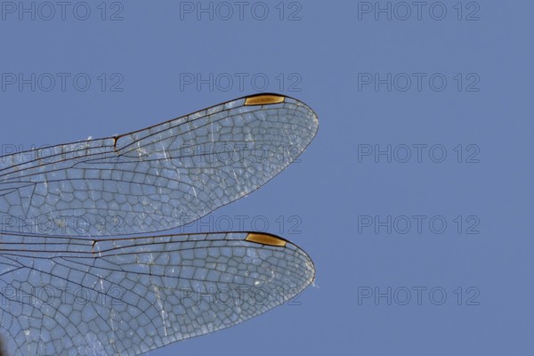 Common darter dragonfly (Sympetrum striolatum) adult insect close up of a pair of wings in the