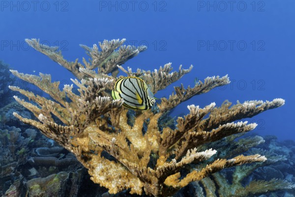 Meyers butterflyfish (Chaetodon meyeri) hiding in Acropora stony coral (Acropora), Great Barrier