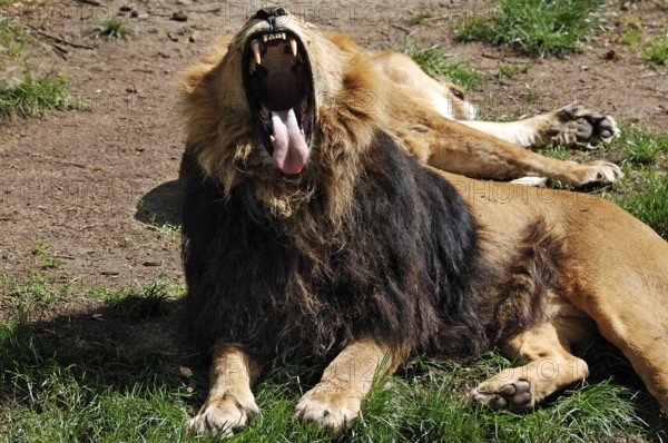 Yawning Asiatic Lion, Panthera leo persica, Nuremberg Zoo, Am Tiergarten 30, Nuremberg, Middle