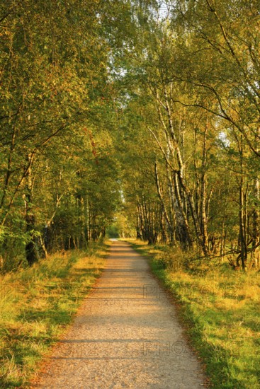 Country lane leads through a dreamy forest in the Lüneburg Heath nature park Park, Lower Saxony,