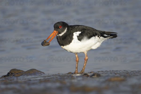 Eurasian oystercatcher (Haematopus ostralegus) adult bird carrying a mussel shell in its beak on