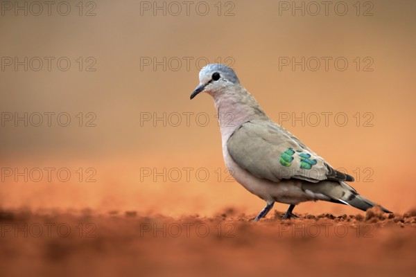 Emerald-spotted wood dove (Turtur chalcospilos), adult, at the water, Kruger National Park, Kruger