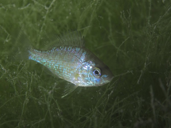 A small fish with shiny scales, pumpkinseed sunfish (Lepomis gibbosus), invasive species, swimming
