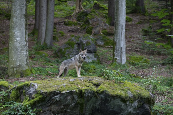 Wolf (Canis lupus) standing on a moss-covered rock and looking attentively, captive, Bavarian