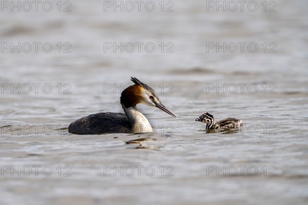 Great Crested Grebe (Podiceps Scalloped ribbonfish), with chicks, Vulkaneifel,