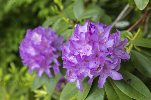 Purple flowers on a rhododendron, Thürmsdorf Castle Park, Struppen, Saxon Switzerland, Saxony,