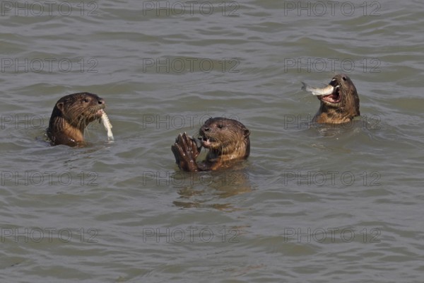 Smooth-coated Otters (Lutrogale perspicillata) eating fish corralled by the group, near Straits