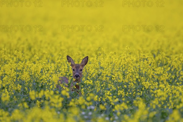 Roe deer (Capreolus capreolus) adult female doe in a farmland rapeseed crop in flower, Suffolk,