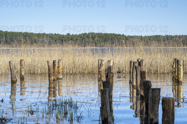 Wooden posts and reeds in Feisnecksee, Müritz National Park, Mecklenburg Lake District,