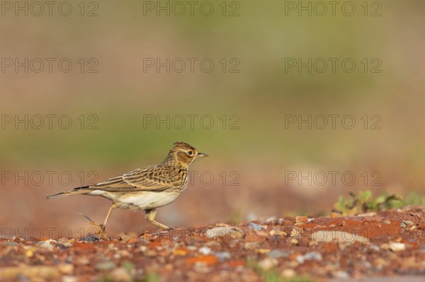 Skylark, Eurasian Sky Lark, Eurasian Skylark, Alauda arvensis, Alouette des champs, Alondra Com?n,