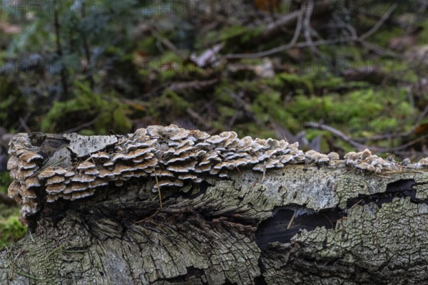 Shaggy layer mushroom (Stereum hirsutum) in the forest, Emsland, Lower Saxony, Germany