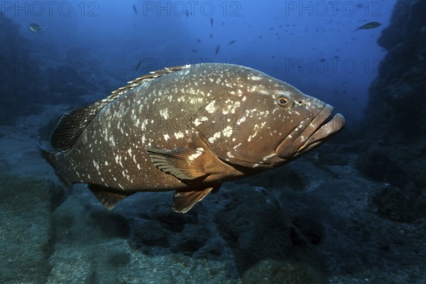 Large specimen of giant Dusky Grouper (Epinephelus marginatus) in the Garajau Marine Reserve,