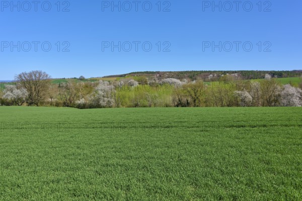 Extensive green meadows with blossoming cherry trees under a clear blue sky, Pflaumheim,