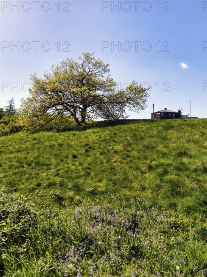 Single oak (Quercus), solitary oak on a mountain top, Köterberg, Lügde, sunny spring weather,
