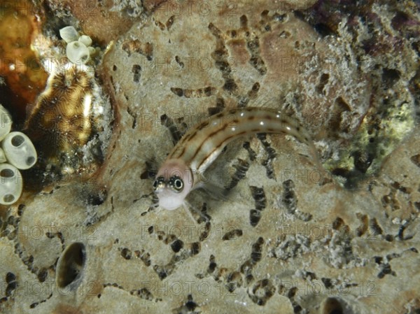 A small brown and white striped fish, three-striped blenny (Ecsenius trilineatus), resting on a