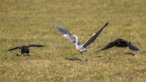 Grey heron (Ardea cinerea) and common raven (Corvus corax), the two ravens try to chase away the