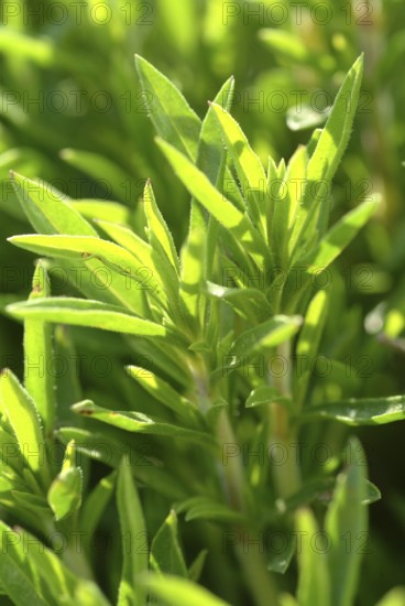 Summer savory (Satureja hortensis), also garden savory, true savory, pepperwort, family of the