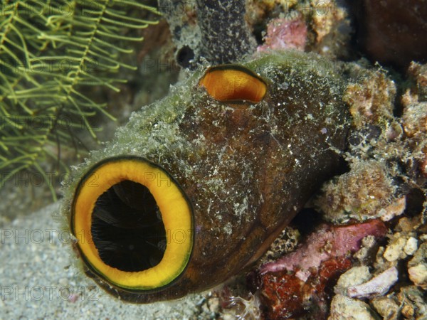 Underwater organism resembling a tube with orange-coloured openings, golden sea squirt (Polycarpa