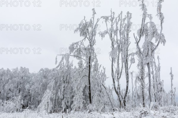 Winter landscape on the mountain top of the Czorneboh, trees thickly laden with snow and hoarfrost,