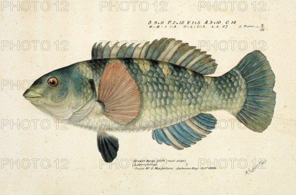 Spotted or paketi, Notolabrus celidotus, The spotty or paketi, fish, reproduction of an original,