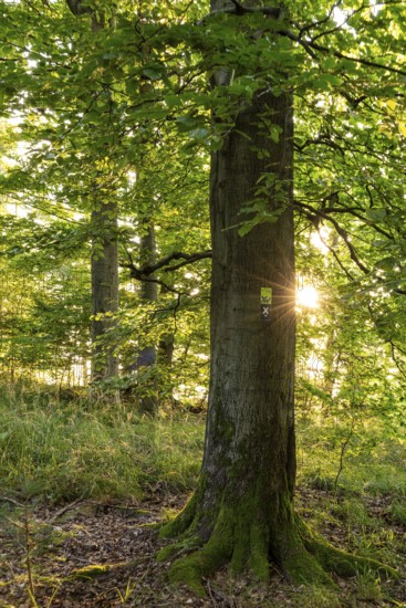 Star-shaped sunbeams shine on a mighty old beech (Fagus) in the forest, with green foliage and