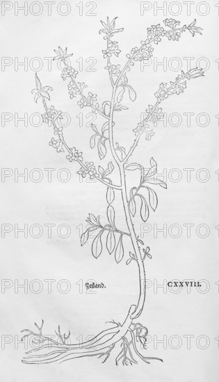 Common daphne, Kellerhals (Daphne mezereum), woodcut by Leonhart Fuchs, from New Kreüterbuch, neues