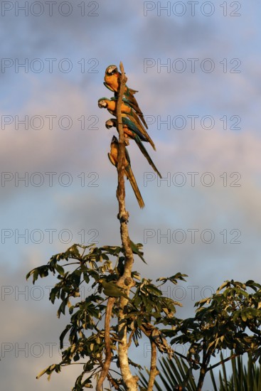 Blue-and-yellow Macaws (Ara Ararauna) perched on a branch in the tropical forest, Alta Floresta,